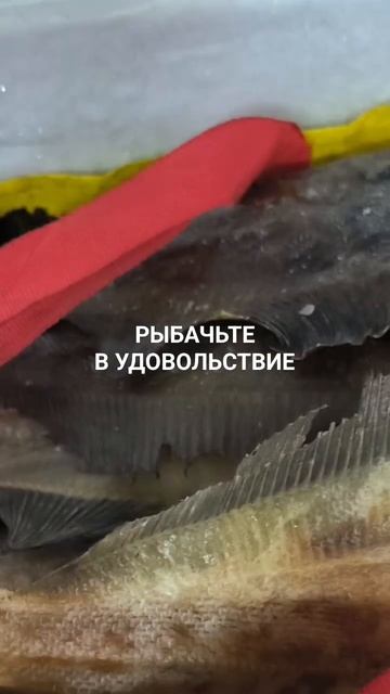 Ёрш отправляется в Одинцово. смотреть онлайн