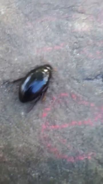 Séta a természetben#28 Csibor смотреть онлайн