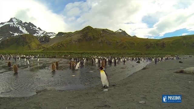 Южная Георгия и Фолклендские острова. Экспедиционные круизы в Антарктику