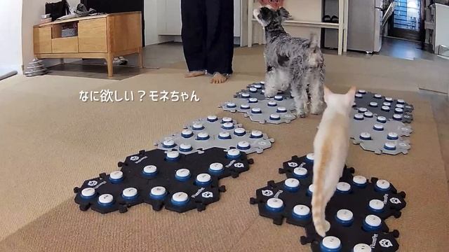 【感動】子猫が落下→まるで母親のような犬 смотреть онлайн