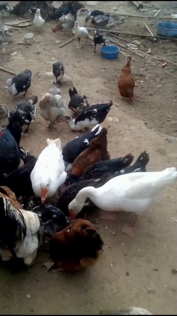 BREAD AND RICE #short смотреть онлайн