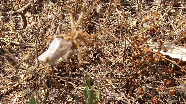 argiope lobata avviluppa una cavalletta смотреть онлайн