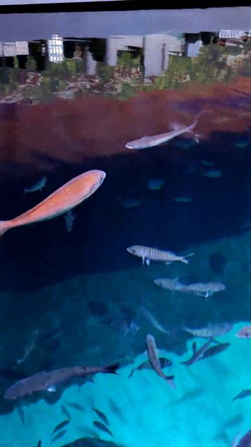 Стамбульский океанариум в Aqua Florya (27.07.2021) смотреть онлайн