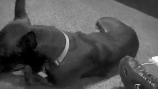 A Pitbull Lullaby - written by Kole Hansen-singer from Running Still смотреть онлайн