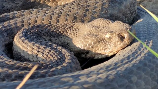 Macrovipera lebetina. Blunt-nosed viper. Гюрза смотреть онлайн