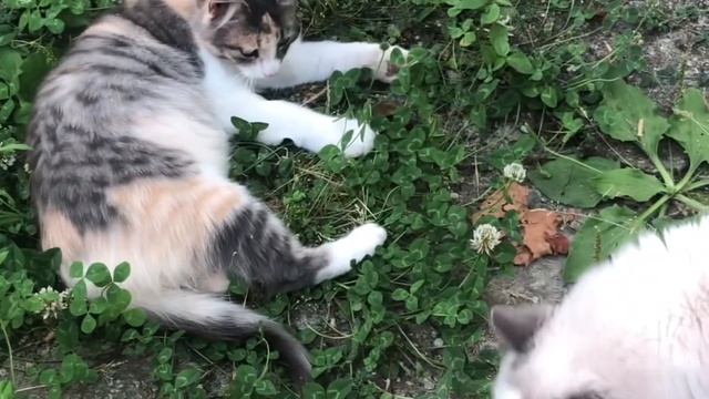 «Звонок коту Василию»📞🐈😳песня кота Мурзика смотреть онлайн