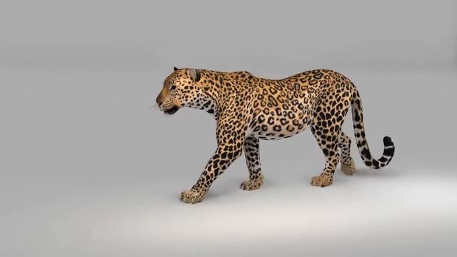Leopard Walk animation смотреть онлайн