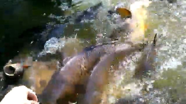 Нашествие карпов...))) Germany Mannheim LUISENPARK смотреть онлайн