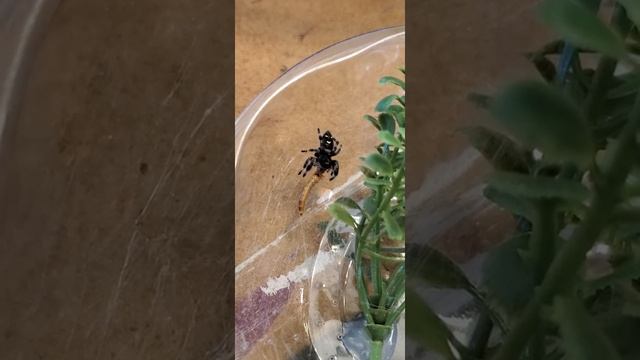 Jumping Spider Catches A Superworm