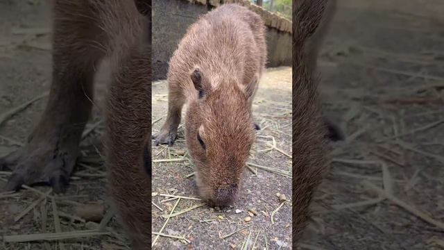 カピバラさんの食事風景はちょっとした戦場だった！ смотреть онлайн