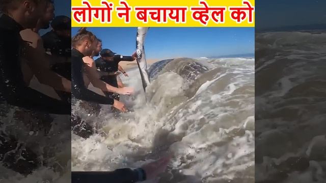 PEOPLE SAVES LIFE OF A WHALE #shorts #humanity смотреть онлайн