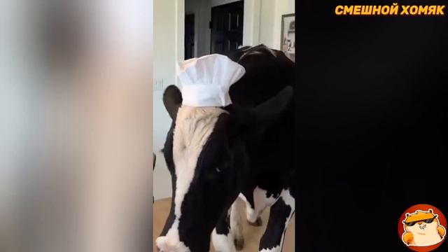 Я РЖАЛ ДО СЛЕЗ 😂 18 Минут ОТБОРНЫХ Русских приколов 2024 Смешные видео - ЛУЧШИЕ ПРИКОЛЫ! 😂 смотреть онлайн