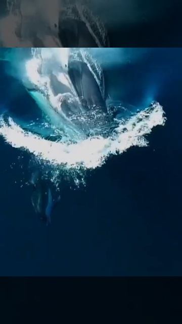 footage of fin whale #shorts смотреть онлайн