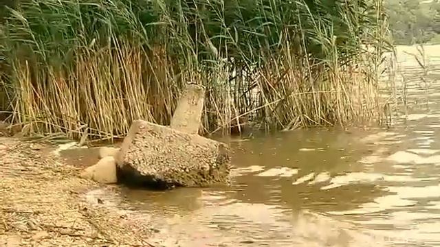 Просто утка,а че? смотреть онлайн