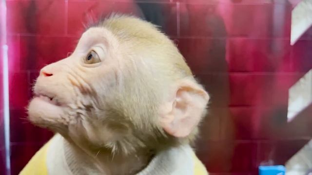 BOSS Monkey Cute Funny Baby smart and Cat Tyrannosaurus rescue puppy, fish,duckling смотреть онлайн