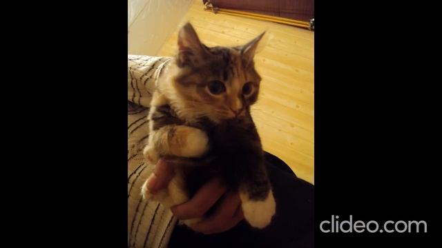 Юная кошка Подушка. смотреть онлайн