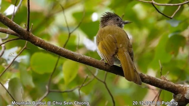 Mountain Bulbul @ Chiu Sein Chiong 851487 смотреть онлайн