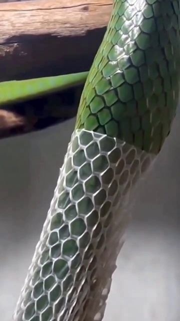 Red - Tailed green Rat snake 🐍😱😱😱 #world #snake #shorts смотреть онлайн