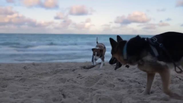 24 Hours of TV for Dogs with Anxiety: Boredom Busting Videos for Dogs with Relaxing Music & Calming смотреть онлайн