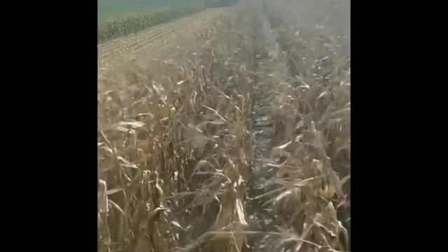 🌽Koszenie Kukurydzy Na Ziarno 2022🌽/ Claas Tucano 450 w akcji🌽 смотреть онлайн