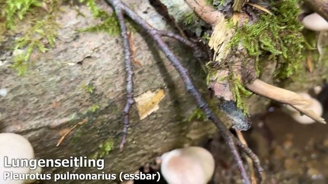 Pilze im Juni | Welche Pilze kann man im Juni finden? Wie wird der Juni 2024? Sommerpilze & mehr смотреть онлайн