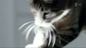 Реклама Kitekat | Китикет - Борис Фотокот