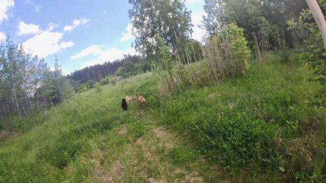 Стая собак напала на девушку смотреть онлайн