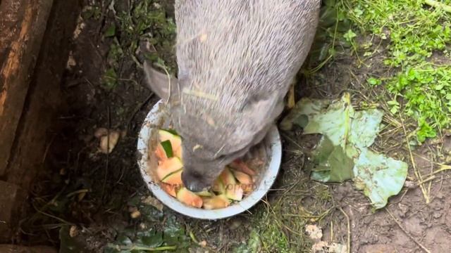 В гостях у Бориса чёрного кабана. Кормление салатиком и арбузом.29.09.2022 от Дежурного. смотреть онлайн
