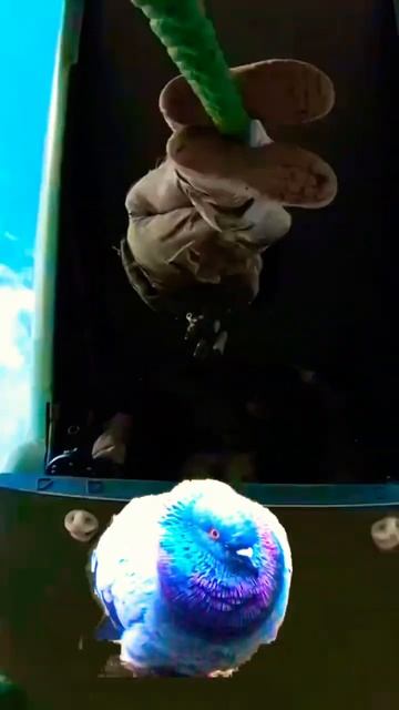 Pigeon watching videos😀CV-22 osprey#shorts#aviation#funny#watch#pigeon#aviationlovers#military смотреть онлайн