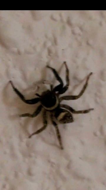 Jumping Spider #spider #nature #spiderman смотреть онлайн