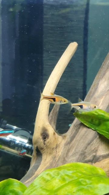 Two #lambchop #espei #rasbora swimming together смотреть онлайн