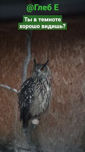 Ты в темноте хорошо видишь? #филиппфилиппыч #owl #nature #филин #сова #природа #animals #животные # смотреть онлайн