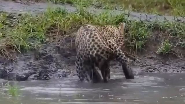 Удачный улов: леопард поймал рыбку в мутной воде смотреть онлайн