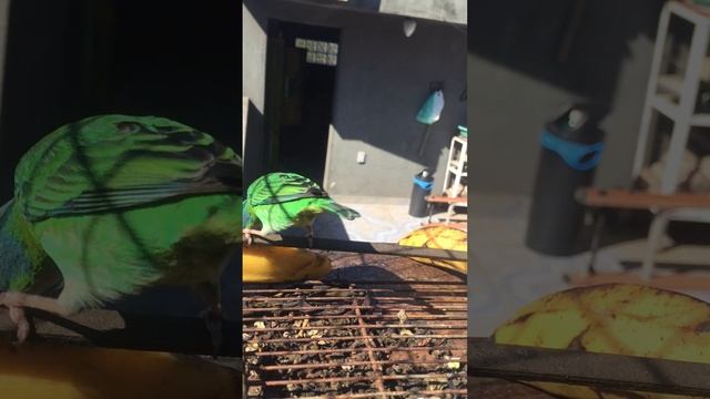 Blue Dacnis Female & Dacnis cayana & Thraupis Sayaca смотреть онлайн