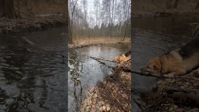 Газелисты поймут, УМЗ и Каменс 🤣 #iveko_daili  #vezunchiki  #газелисты