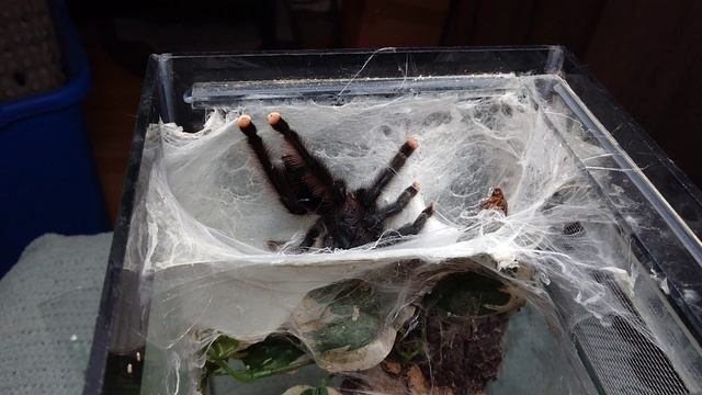 tarantula feeding fails смотреть онлайн