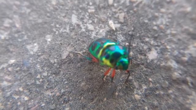 Lychee Shield Bug (Chrysocoris stolii). Beautiful and colourful bug! смотреть онлайн