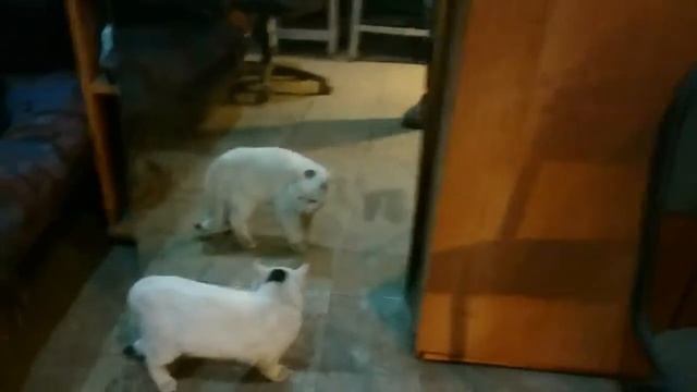 Шурик и его отражение))) смотреть онлайн