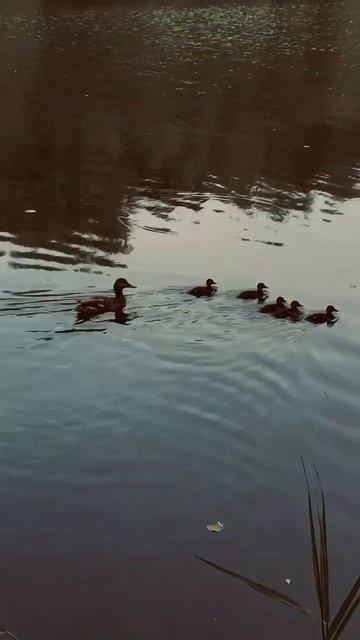 Утка и утята плавают / ducks swimming смотреть онлайн