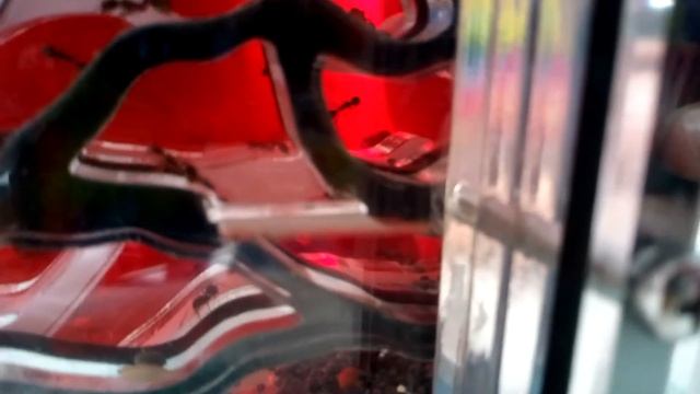 Муравьи жнецы #1 смотреть онлайн