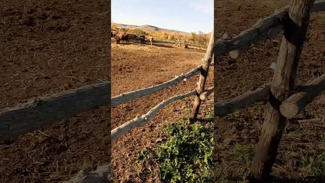 делать буду поилки для быков смотреть онлайн