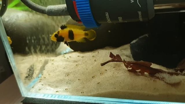 Apistogramma nijsseni with fry смотреть онлайн