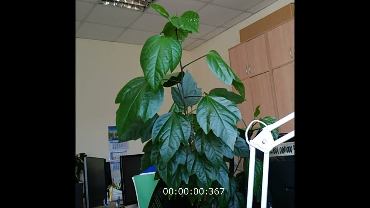 Пробуждение цветка (гибискус)