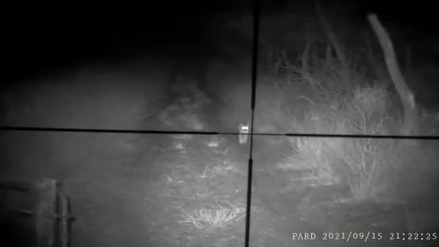 Hunting Caracal in Namibia смотреть онлайн