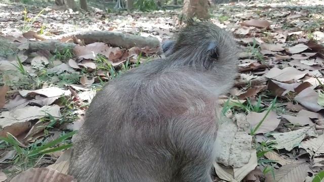 OMG What's going on mother monkey Tima crying like this - Mommy monkey Tima missing her homeland смотреть онлайн