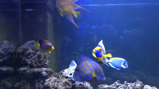 Queen angelfish holacanthus ciliaris 2016 смотреть онлайн