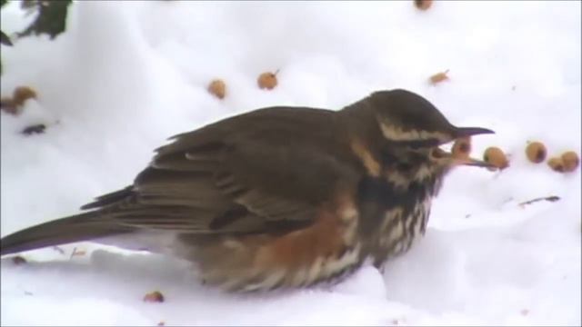 droździk (Turdus iliacus), Redwing, Rotdrossel, Белобровик, Grive mauvis смотреть онлайн