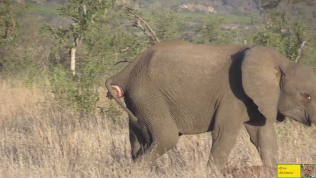Young Elephants With Rectal Prolapse смотреть онлайн