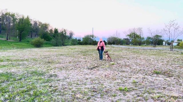 Мы учимся в школе бесконфликтной дрессировки Алекса Вяткина и Ульяны Мальцевой.❤️🐕🐕🦺🤟 смотреть онлайн