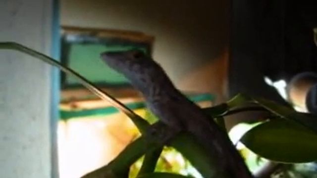 Anolis sagreï смотреть онлайн